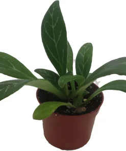 Primulina Asian Violet Live Plant – 2.5