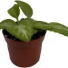 Primulina Asian Violet Live Plant – 2.5" Pot – Blooming Houseplant - Image 1