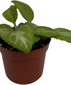 Primulina Asian Violet Live Plant – 2.5