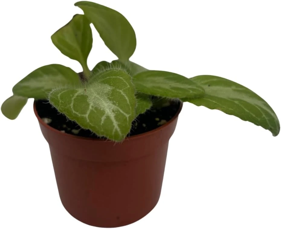Primulina Asian Violet Live Plant – 2.5" Pot – Blooming Houseplant - Image 1