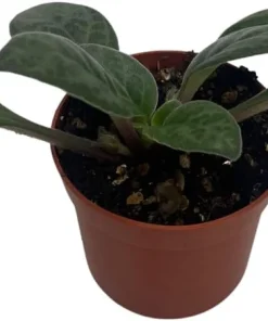 Primulina 'Grey Goose' Asian Violet Live Plant – 2.5