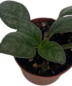 Primulina 'Grey Goose' Asian Violet Live Plant – 2.5