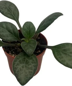 Primulina 'Grey Goose' Asian Violet Live Plant – 2.5