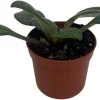 Primulina 'Grey Goose' Asian Violet Live Plant – 2.5" Pot – Indoor Houseplant - Image 1