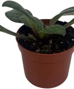 Primulina 'Grey Goose' Asian Violet Live Plant – 2.5