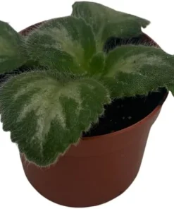 Primulina 'JV's Ace' Asian Violet Live Plant - 2.5