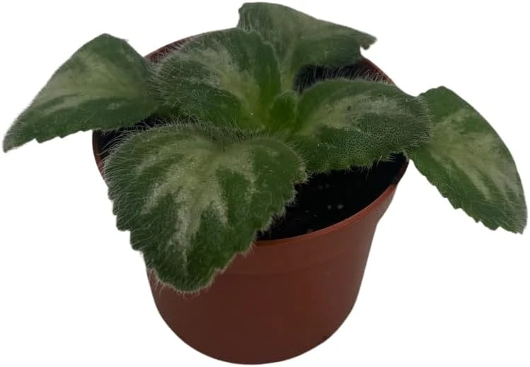 Primulina 'JV's Ace' Asian Violet Live Plant - 2.5" Pot - Indoor Rosette Plant - Image 2