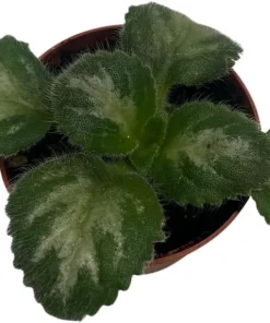 Primulina 'JV's Ace' Asian Violet Live Plant - 2.5