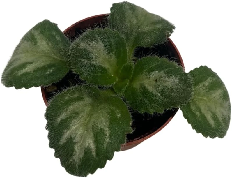 Primulina 'JV's Ace' Asian Violet Live Plant - 2.5" Pot - Indoor Rosette Plant - Image 3