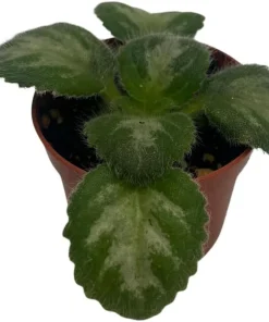 Primulina 'JV's Ace' Asian Violet Live Plant - 2.5