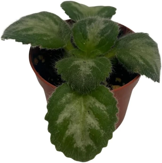 Primulina 'JV's Ace' Asian Violet Live Plant - 2.5" Pot - Indoor Rosette Plant - Image 4