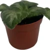 Primulina 'JV's Ace' Asian Violet Live Plant - 2.5" Pot - Indoor Rosette Plant - Image 1