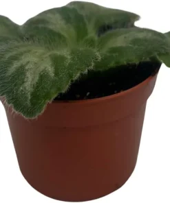 Primulina 'JV's Ace' Asian Violet Live Plant - 2.5