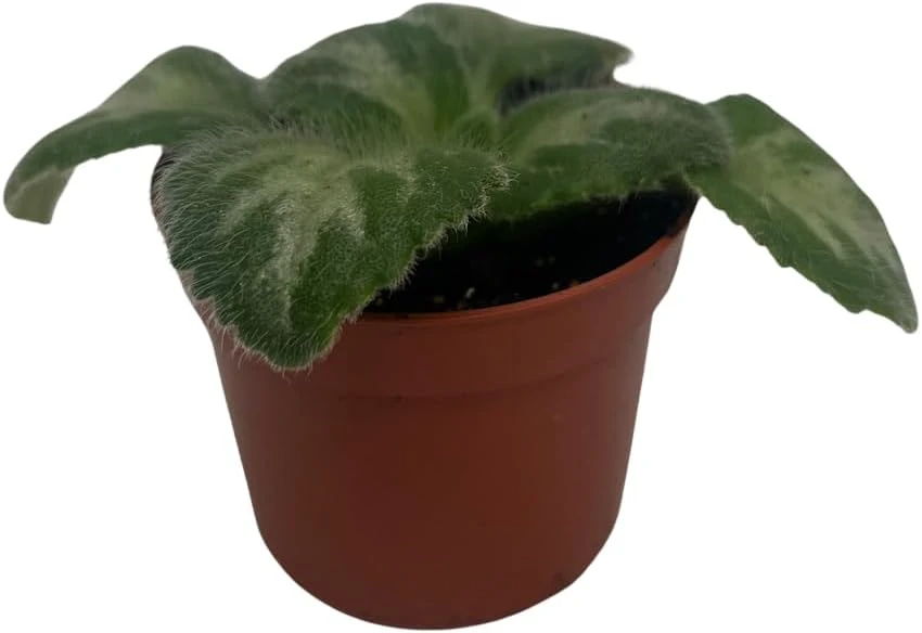 Primulina 'JV's Ace' Asian Violet Live Plant - 2.5" Pot - Indoor Rosette Plant - Image 1