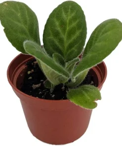 Primulina 'Summer Song' Live Plant - Everblooming Asian Violet - 2.5" Pot Indoor Houseplant - Image 2