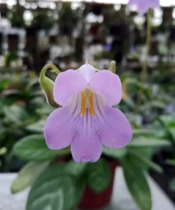 Primulina 'Summer Song' Live Plant - Everblooming Asian Violet - 2.5