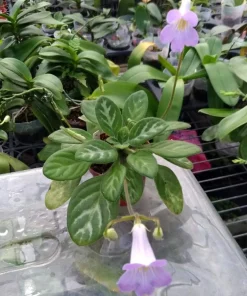 Primulina 'Summer Song' Live Plant - Everblooming Asian Violet - 2.5