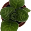 Primulina 'Summer Song' Live Plant - Everblooming Asian Violet - 2.5" Pot Indoor Houseplant - Image 1