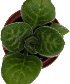Primulina 'Summer Song' Live Plant - Everblooming Asian Violet - 2.5