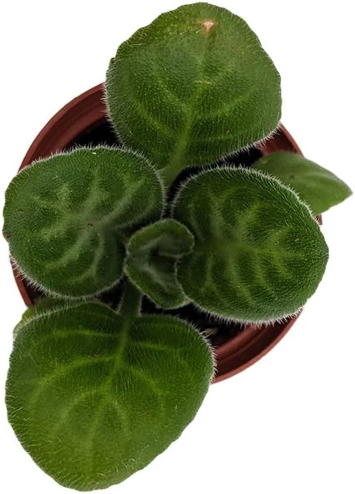 Primulina 'Summer Song' Live Plant - Everblooming Asian Violet - 2.5" Pot Indoor Houseplant - Image 1