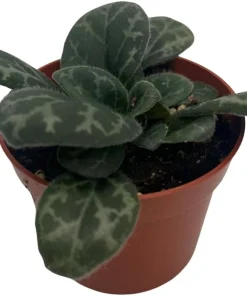 Primulina yungfuensis Asian Violet Live Plant - 2.5" Pot - Easy Houseplant - Image 2