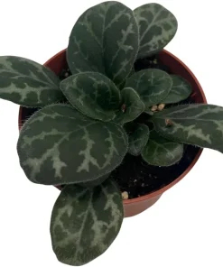 Primulina yungfuensis Asian Violet Live Plant - 2.5