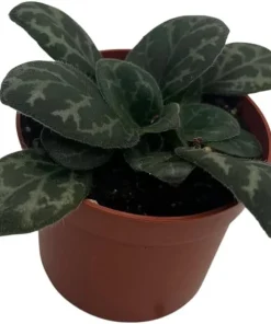 Primulina yungfuensis Asian Violet Live Plant - 2.5