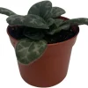 Primulina yungfuensis Asian Violet Live Plant - 2.5" Pot - Easy Houseplant - Image 1