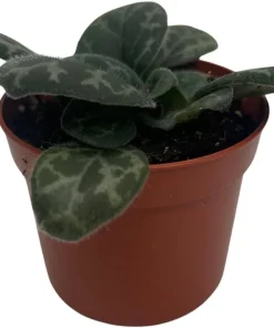 Primulina yungfuensis Asian Violet Live Plant - 2.5