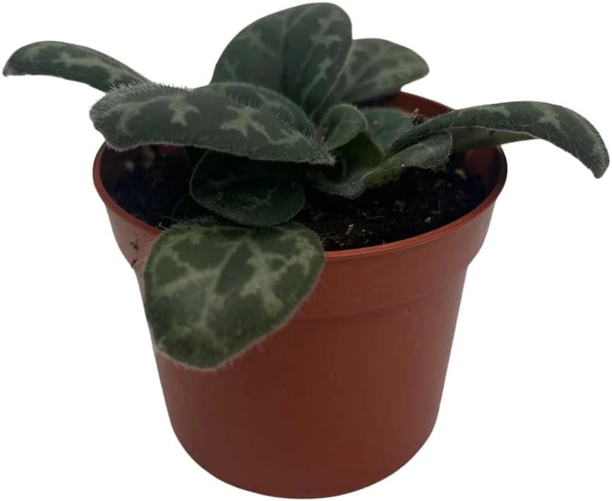 Primulina yungfuensis Asian Violet Live Plant - 2.5" Pot - Easy Houseplant - Image 1