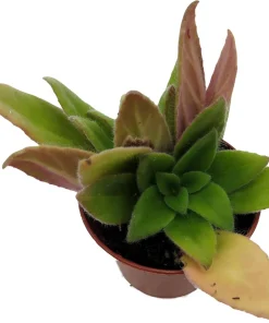Primulinia FuMed Asian Violet Live Plant – 2.5