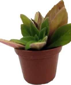 Primulinia FuMed Asian Violet Live Plant – 2.5