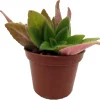 Primulinia FuMed Asian Violet Live Plant – 2.5" Pot – Potted Houseplant - Image 1