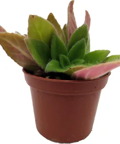 Primulinia FuMed Asian Violet Live Plant – 2.5