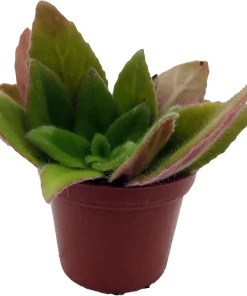 Primulinia FuMed Asian Violet Live Plant – 2.5