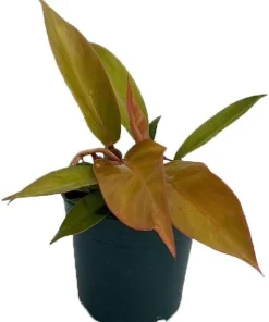 Prince of Orange Philodendron Live Plant - 4 inch Pot - Indoor Houseplant - Image 2