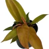 Prince of Orange Philodendron Live Plant - 4 inch Pot - Indoor Houseplant - Image 1