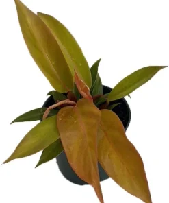 Prince of Orange Philodendron Live Plant - 4 inch Pot - Indoor Houseplant - Image 1