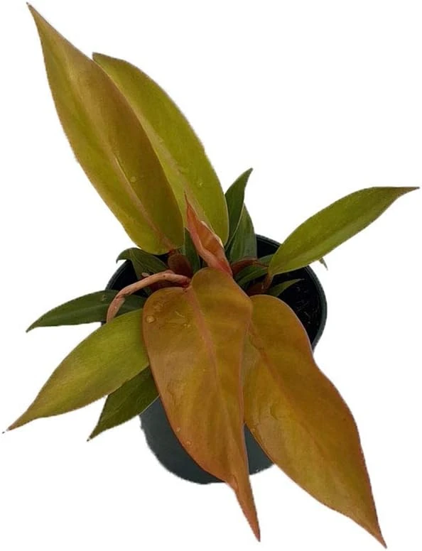 Prince of Orange Philodendron Live Plant - 4 inch Pot - Indoor Houseplant - Image 1