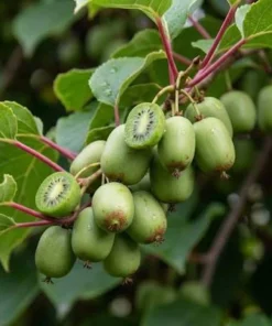 Prolific Hardy Kiwi Vine Live Plant Plug - Self-Pollinating Actinidia Arguta - Image 1