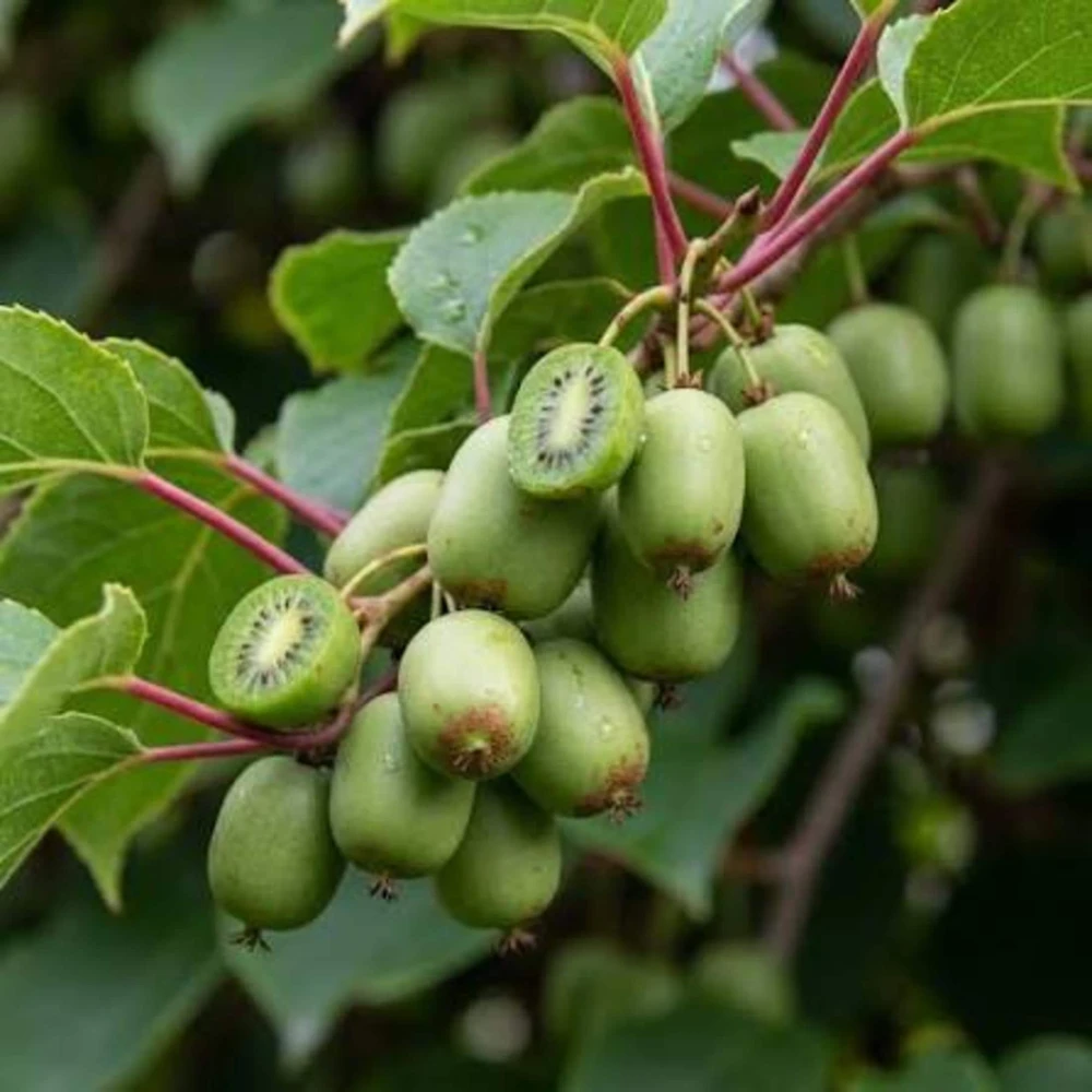 Prolific Hardy Kiwi Vine Live Plant Plug - Self-Pollinating Actinidia Arguta - Image 1