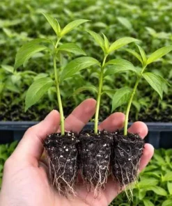 Prolific Hardy Kiwi Vine Live Plant Plug - Self-Pollinating Actinidia Arguta - Image 2