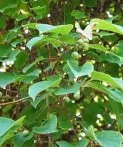 Prolific Hardy Kiwi Vine Live Plant Plug - Self-Pollinating Actinidia Arguta - Image 4