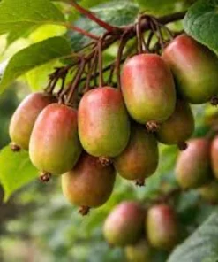 Prolific Hardy Kiwi Vine Live Plant Plug - Self-Pollinating Actinidia Arguta - Image 5