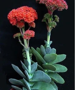 Propeller Plant Crassula falcata Live Succulent Plant - 2.5" Pot - Easy Care Indoor/Outdoor - Image 2