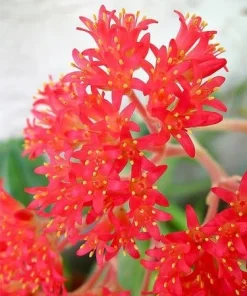 Propeller Plant Crassula falcata Live Succulent Plant - 2.5