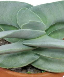 Propeller Plant Crassula falcata Live Succulent Plant - 2.5