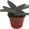 Propeller Plant Crassula falcata Live Succulent Plant - 2.5" Pot - Easy Care Indoor/Outdoor - Image 1