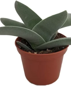 Propeller Plant Crassula falcata Live Succulent Plant - 2.5