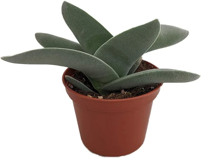 Propeller Plant Crassula falcata Live Succulent Plant - 2.5" Pot - Easy Care Indoor/Outdoor - Image 1